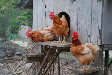 Galline di casada pulite e curate