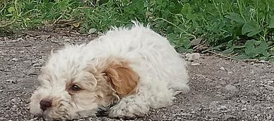 Cuccioli Lagotto romagnolo con pedigree