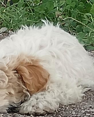 Cuccioli Lagotto romagnolo con pedigree