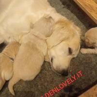 Cuccioli Golden Retriever liberi e felici