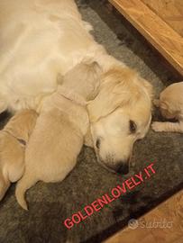 Cuccioli Golden Retriever liberi e felici