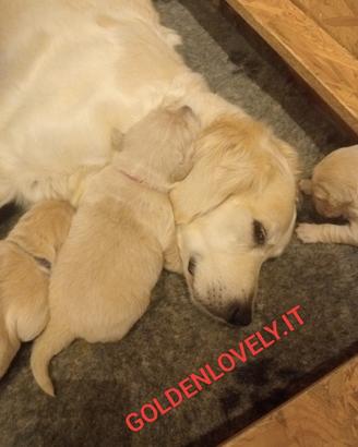 Cuccioli Golden Retriever liberi e felici