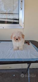 Cuccioli di maltipoo mini toy