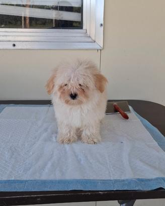 Cuccioli di maltipoo mini toy