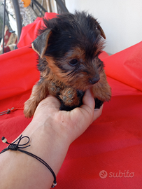 YORKSHIRE TOY NATA in CASA