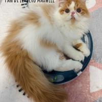 Cuccioli di persiano