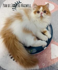 Cuccioli di persiano