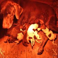 Cuccioli bracco tedesco