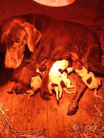 Cuccioli bracco tedesco