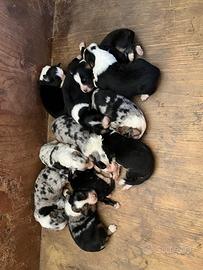 Cuccioli di pastore australiano