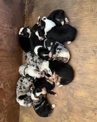 Cuccioli di pastore australiano