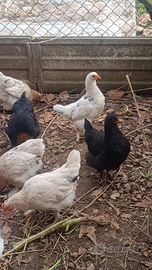 Galline e galletti conciccina
