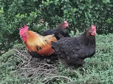 Galline Marans