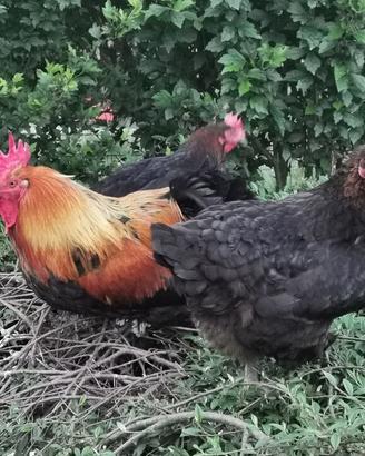 Galline Marans