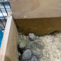 Inseparabili da imbecco