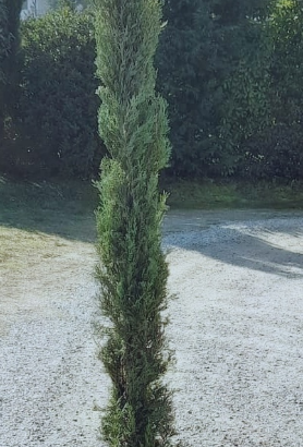 Piante di cipresso nero