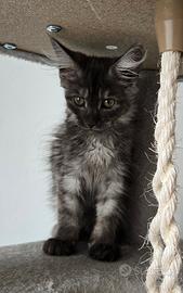 Maine coon xl femminucce 3 mesi