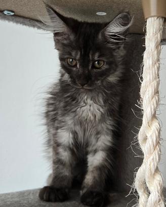Maine coon xl femminucce 3 mesi