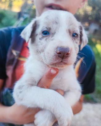 Border collie