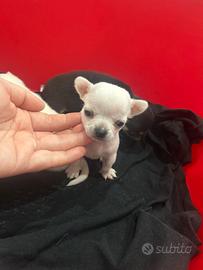 Chihuahua