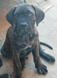 Cuccioli di cane corso