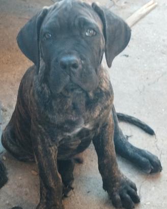 Cuccioli di cane corso