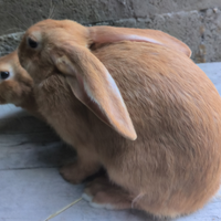 Conigli fulvo di borgogna