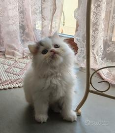 Cuccioli gatto persiano
