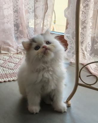 Cuccioli gatto persiano