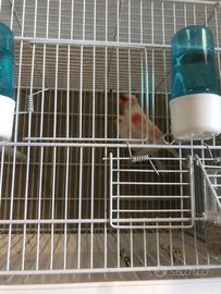 Coppie di canarini portoghesi e mosaici