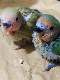 Inseparabili allevati a mano