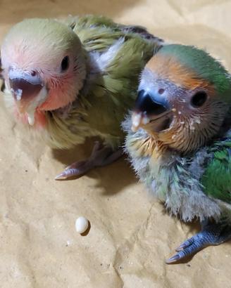 Inseparabili allevati a mano