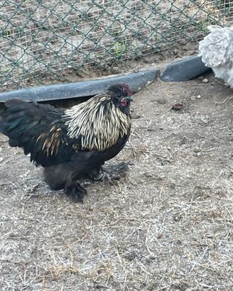 Gallo