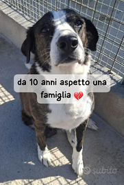 ?GIOVE 10 ANNI taglia media grande