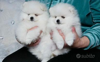 Spitz toy