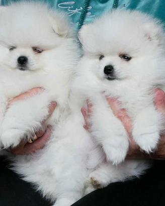 Spitz toy