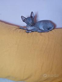 Canadian Sphynx 