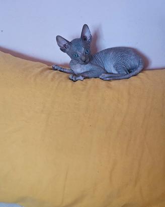 Canadian Sphynx 