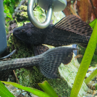 Pesci tropicali Pleco adulto