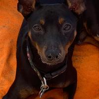 Pinscher nano