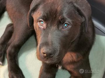 Labrador