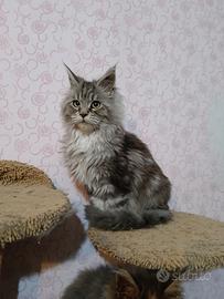 Cucciole Maine coon con pedigree