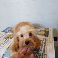 Morkie (maltese x yorkshire)