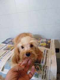 Morkie (maltese x yorkshire)