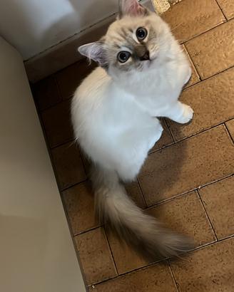 Cucciola Ragdoll tortie