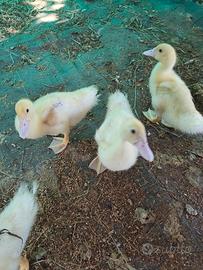 Animali