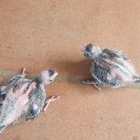 Pappagalli pulli calopsite