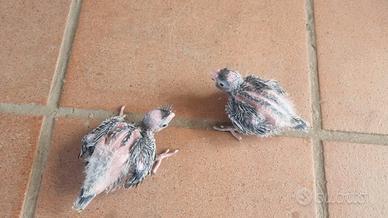 Pappagalli pulli calopsite