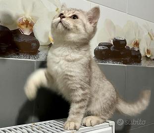 Cuccioli british shorthair