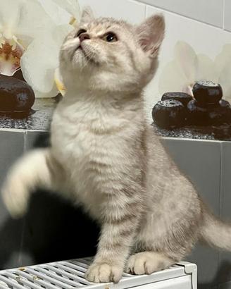 Cuccioli british shorthair